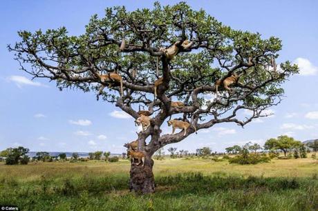 lions on a flat  at Gaza  .... and scores sleep on tree at Serengeti