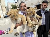 Lions Flat Gaza .... Scores Sleep Tree Serengeti