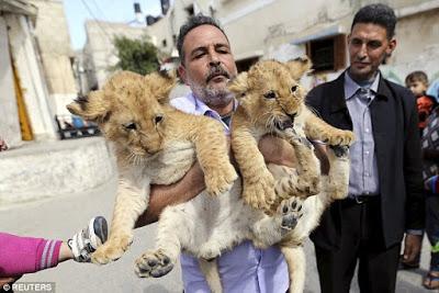 lions on a flat  at Gaza  .... and scores sleep on tree at Serengeti