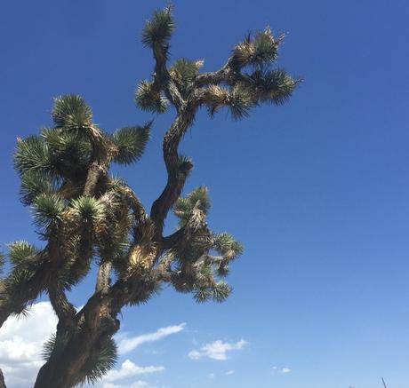 Palm Springs and Finding New 4th of July Traditions