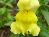 Plants Through Post Suttons Seeds Review