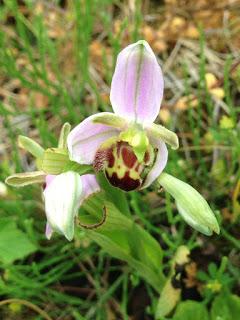 Another new form of Bee Orchid in Vc55!!