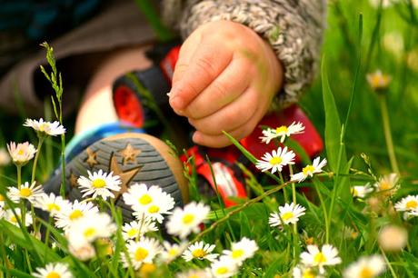 tiny hands playing with flowers at Newby Hall 
