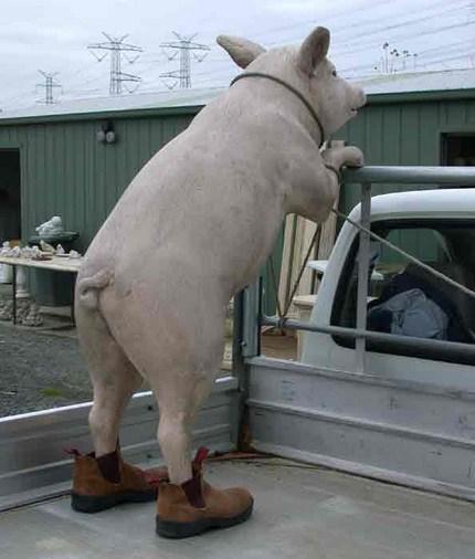 Top 10 Pictures of Pigs in Boots & Shoes