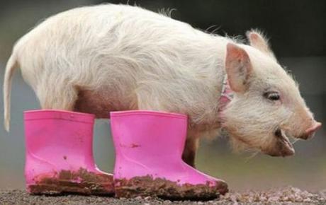 Top 10 Pictures of Pigs in Boots
