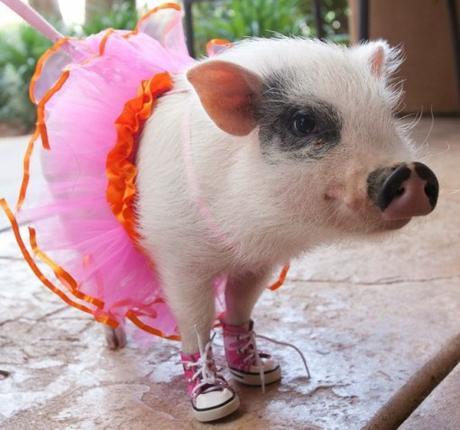 Top 10 Pictures of Pigs in Boots & Shoes