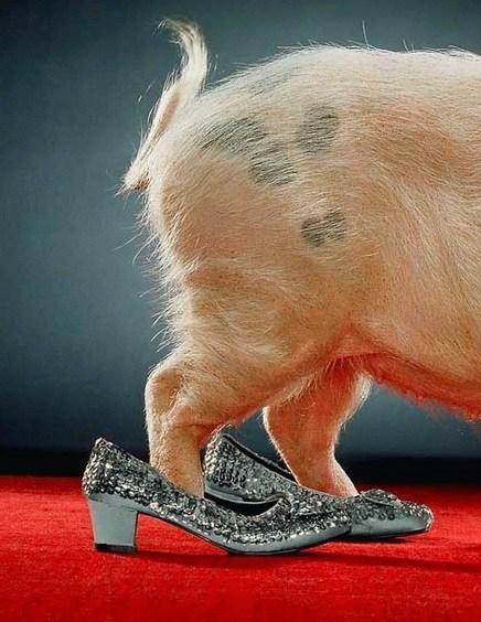 Top 10 Pictures of Pigs in Boots & Shoes