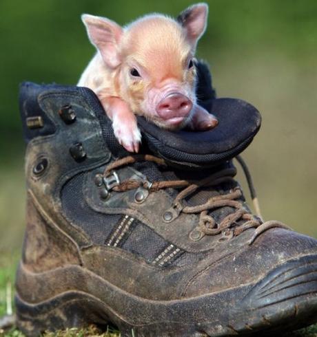 Top 10 Pictures of Pigs in Boots