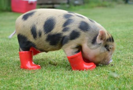 Top 10 Pictures of Pigs in Boots & Shoes