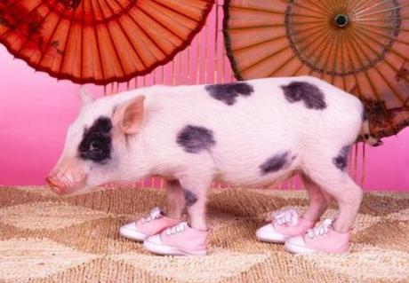 Top 10 Pictures of Pigs in Boots & Shoes