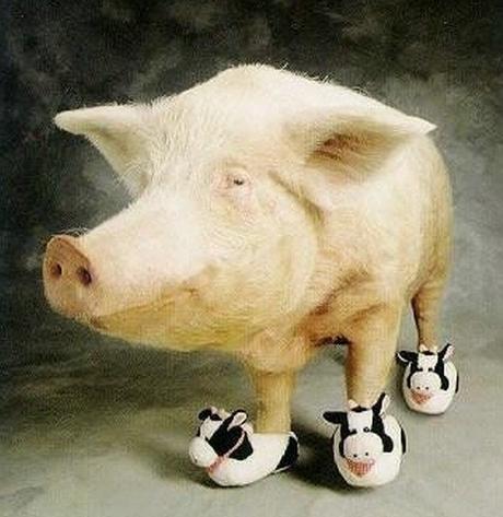 Top 10 Pictures of Pigs in Boots & Shoes