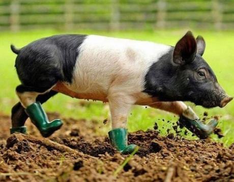 Top 10 Pictures of Pigs in Boots