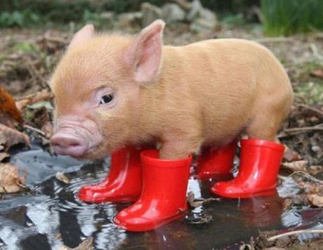 Top 10 Pictures of Pigs in Boots