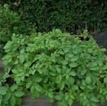 Forget-me-Not Garden – July Update