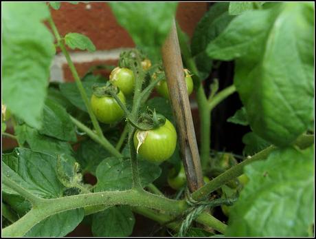 Tomato progress report