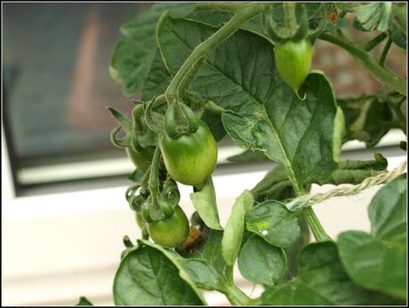 Tomato progress report