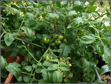 Tomato progress report