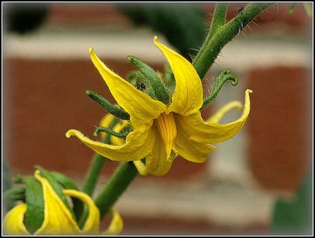 Tomato progress report