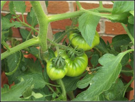 Tomato progress report