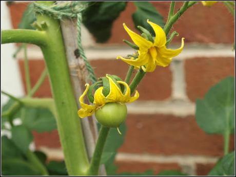 Tomato progress report