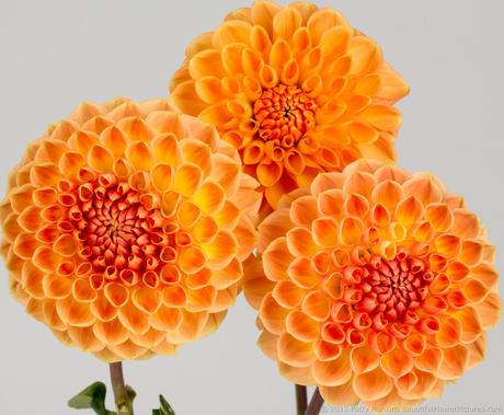 Orange and Yellow Dahlias © 2015 Patty Hankins