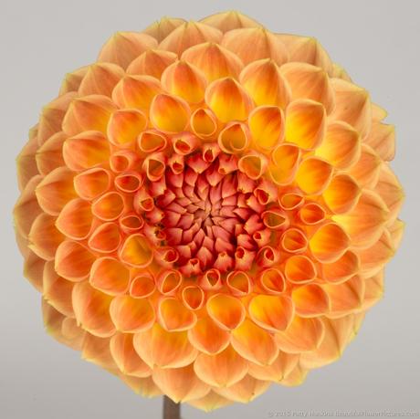 Orange and Yellow Dahlia © 2015 Patty Hankins