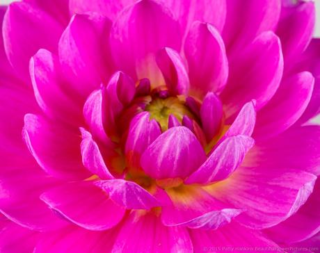 Bright Pink Dahlia © 2015 Patty Hankins