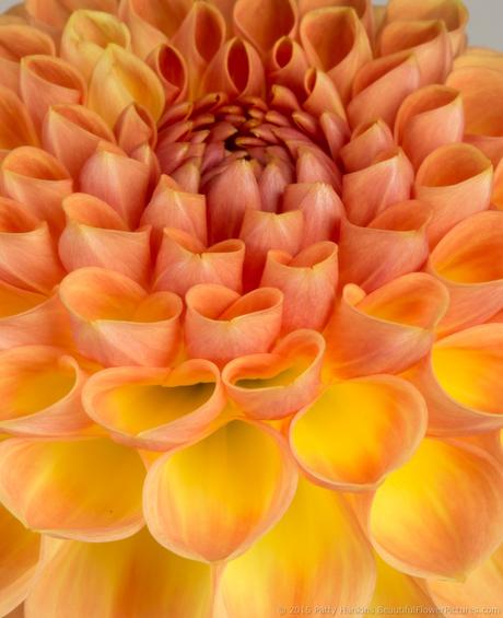 Orange and Yellow Dahlia © 2015 Patty Hankins