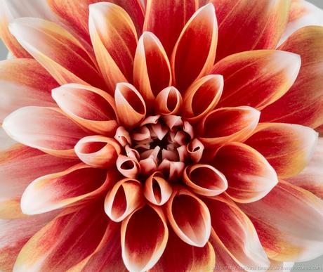 Orange and White Dahlia © 2015 Patty Hankins