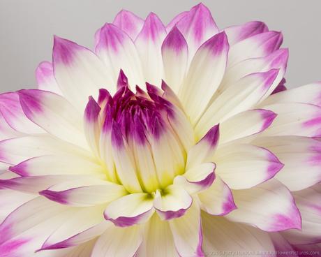 Purple and White Dahlia © 2015 Patty Hankins