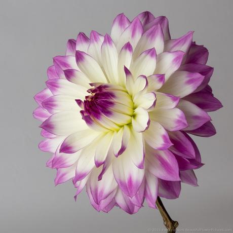 Purple and White Dahlia © 2015 Patty Hankins