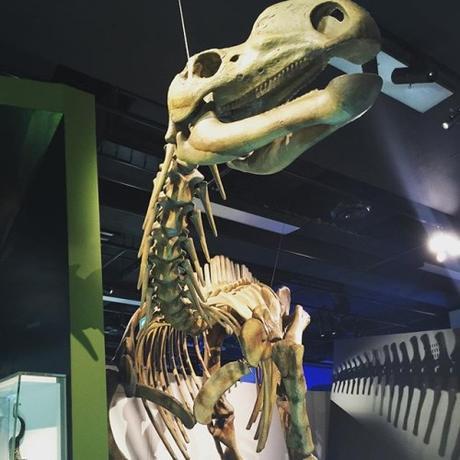 Dinosaur Bones at The Melbourne Muesum