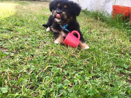 The first few days with Piper!