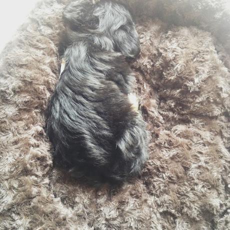 The first few days with Piper!