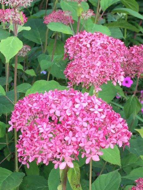 Hydrangea Invincibelle