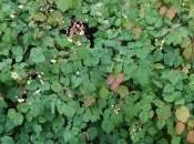 Vancouveria Chrysantha