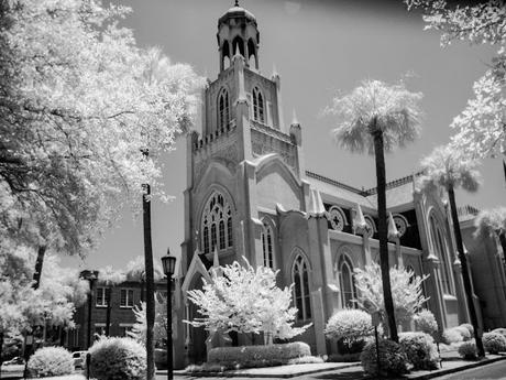 World of InfraRed 6 -- Savannah (ii)   [Sky Watch Friday]