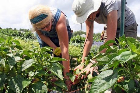 sustainable-agriculture