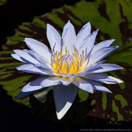 Beautiful Water Lilies – My New Video Marmorata Water Lily © 2015 Patty Hankins