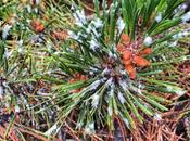 Outbreak Related #pesticide