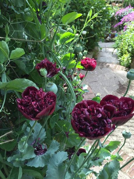 gem coloured poppy