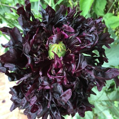 flowering poppy