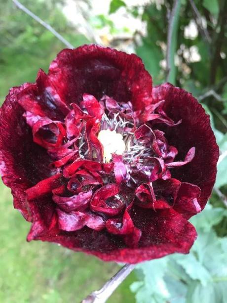 deep red poppy