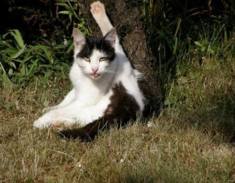 Top 10 Images of One Legged Cats