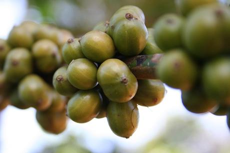 Green Coffee Beans Benefits