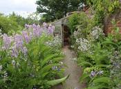 Stocktonbury Campanula Cacophony