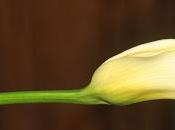 Calla Lilies Ready Their Glamour Shots