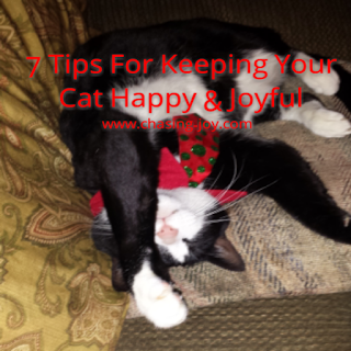 7 Ways To Keep Your Cat Happy & Joyful