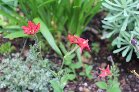 Petunia exserta 