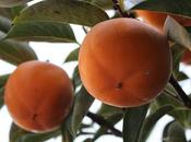 Health Medicinal Benefits Persimmon Fruit